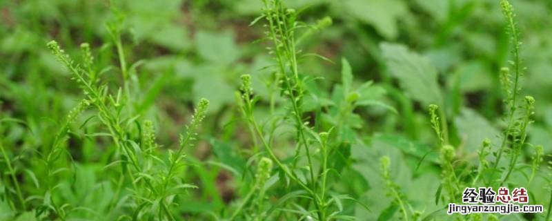独行菜能吃么 独行菜怎么吃