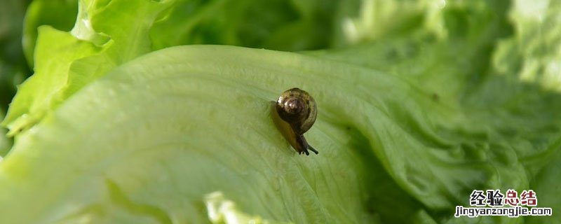 菜叶上长蜗牛怎么办 农作物叶子上长了蜗牛怎么办