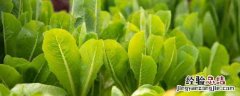 水培蔬菜种植技术培训 水培蔬菜种植技术