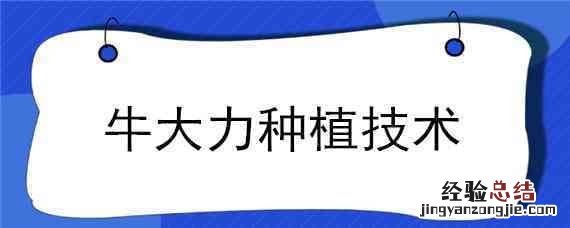 牛大力种植技术,种植前景如何? 牛大力种植技术