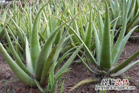 特种蔬菜种植项目有哪些,哪些种植前景好