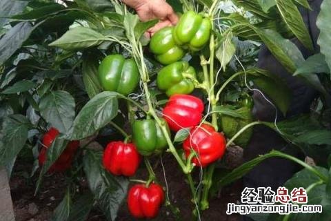 特种蔬菜种植项目有哪些,哪些种植前景好