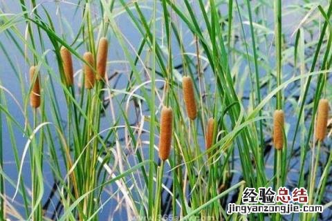 特种蔬菜种植项目有哪些,哪些种植前景好