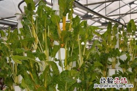 特种蔬菜种植项目有哪些,哪些种植前景好
