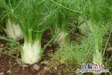 特种蔬菜种植项目有哪些,哪些种植前景好