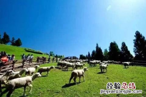 特色农业有哪些项目，哪些项目收益高