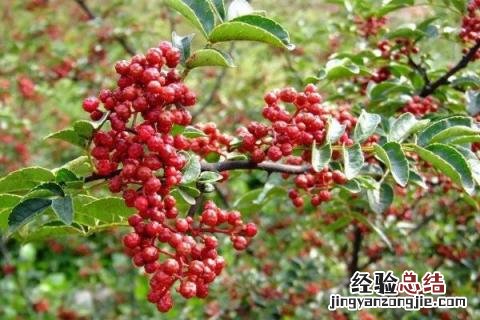 农村种植什么赚钱不愁销路，投入低前景好