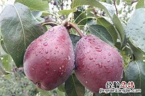 农村种植什么赚钱不愁销路，投入低前景好
