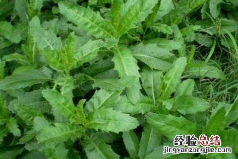 农村种什么致富快，哪些种植前景好 农民种植什么致富快