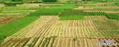 农村种什么致富快，哪些种植前景好 农民种植什么致富快