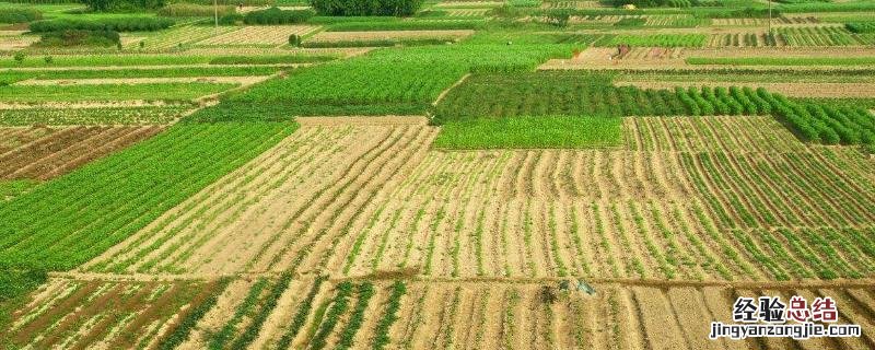 农村种什么致富快，哪些种植前景好 农民种植什么致富快