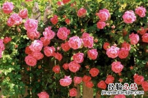 玫瑰每亩成本和利润 种一亩玫瑰花的成本，以及利润分析