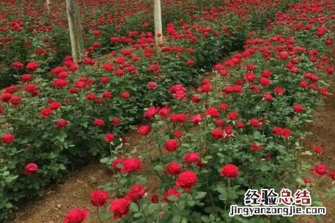 玫瑰每亩成本和利润 种一亩玫瑰花的成本，以及利润分析