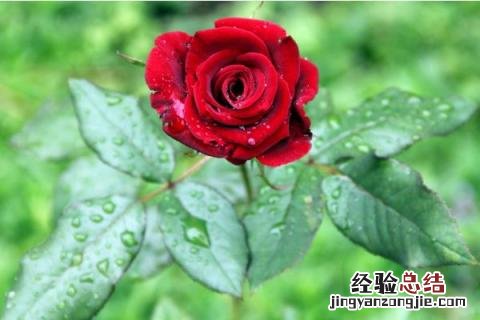 玫瑰每亩成本和利润 种一亩玫瑰花的成本，以及利润分析