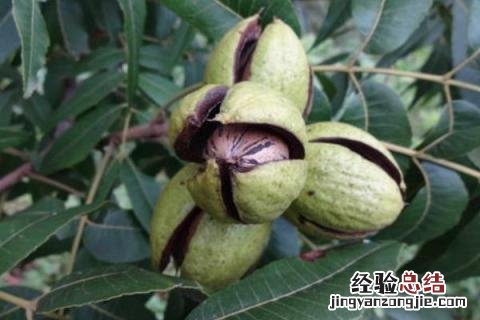 碧根果产地在什么地方，附产地环境和选购方法
