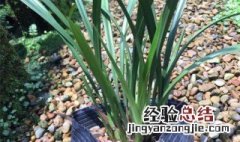 剑兰的种植方法视频 剑兰的种植方法