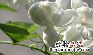 茉莉花送人什么意思 茉莉花可以送人吗