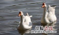 梦见大白鹅什么意思生男孩 梦见大白鹅什么意思