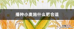 播种小麦施什么肥合适 播种小麦施什么肥合适青少年