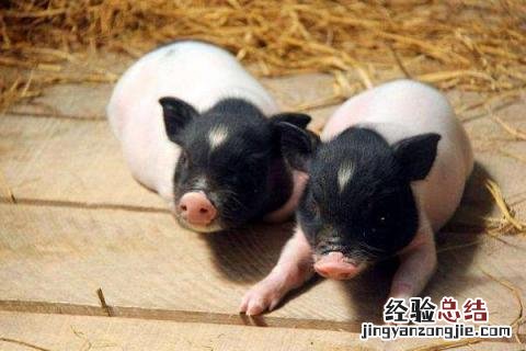 香猪养殖利润与成本 香猪养殖利润与成本分析