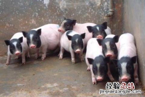 香猪养殖利润与成本 香猪养殖利润与成本分析