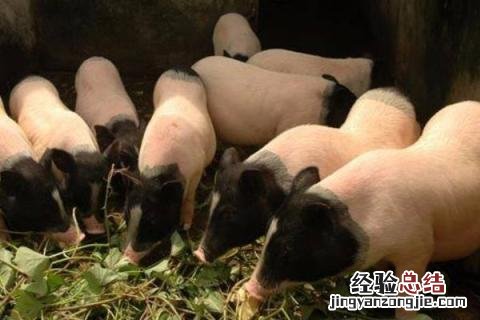香猪养殖利润与成本 香猪养殖利润与成本分析