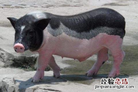 香猪养殖利润与成本 香猪养殖利润与成本分析