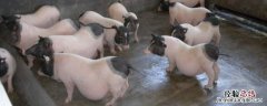 香猪养殖利润与成本 香猪养殖利润与成本分析