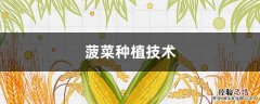 菠菜种植技术 伏天菠菜种植技术