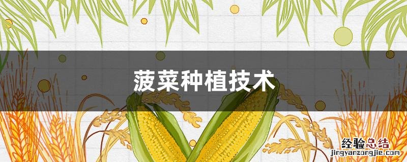 菠菜种植技术 伏天菠菜种植技术
