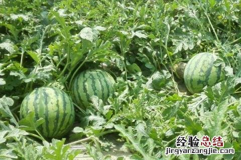 种10亩西瓜能赚多少钱，详细介绍成本和利润