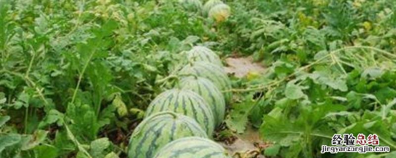种10亩西瓜能赚多少钱，详细介绍成本和利润