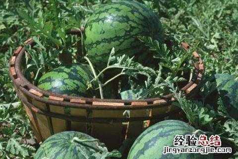 种10亩西瓜能赚多少钱，详细介绍成本和利润