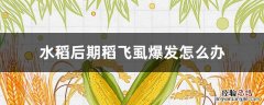 水稻后期稻飞虱爆发怎么办 水稻后期稻飞虱爆发怎么办呢