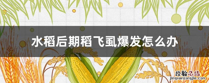 水稻后期稻飞虱爆发怎么办 水稻后期稻飞虱爆发怎么办呢