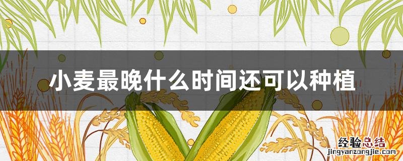 小麦种植最佳时间 小麦最晚什么时间还可以种植