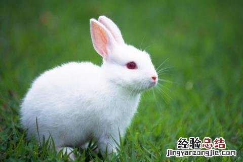 养兔子能赚钱吗 养兔子能赚钱吗知乎
