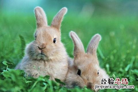 养兔子能赚钱吗 养兔子能赚钱吗知乎