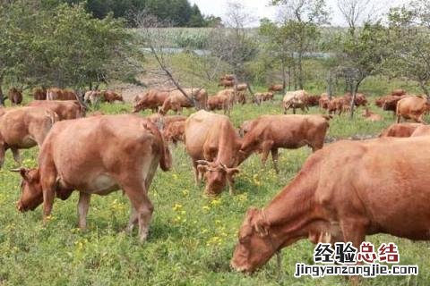 养牛的利润与成本 新疆养牛的利润与成本