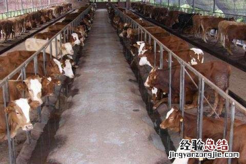 养牛的利润与成本 新疆养牛的利润与成本