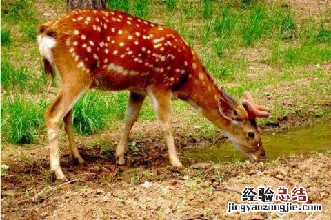 梅花鹿养殖成本和利润2019 梅花鹿养殖成本和利润