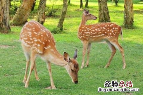 梅花鹿养殖成本和利润2019 梅花鹿养殖成本和利润