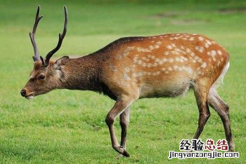 梅花鹿养殖成本和利润2019 梅花鹿养殖成本和利润