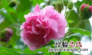芙蓉的种植方法 芙蓉的种植方法视频