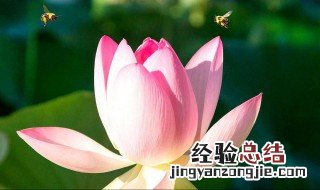 养莲花注意事项 莲花如何正确养护