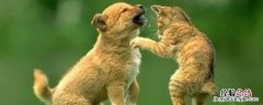 猫叫和狗叫有特殊的意思吗 狗对着猫叫是什么意思