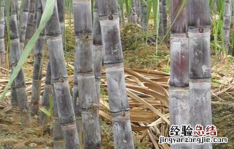 孕妇吃甘蔗会上火吗 吃甘蔗会上火吗