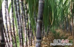 孕妇吃甘蔗会上火吗 吃甘蔗会上火吗