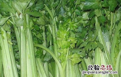 常吃芹菜杀精吗 芹菜杀精吗