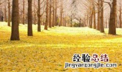 冬天银杏树的句子短句唯美 描写冬天银杏树的句子精选